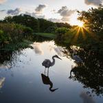 Wakodahatchee Wetlands