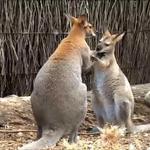 Taronga Zoo
