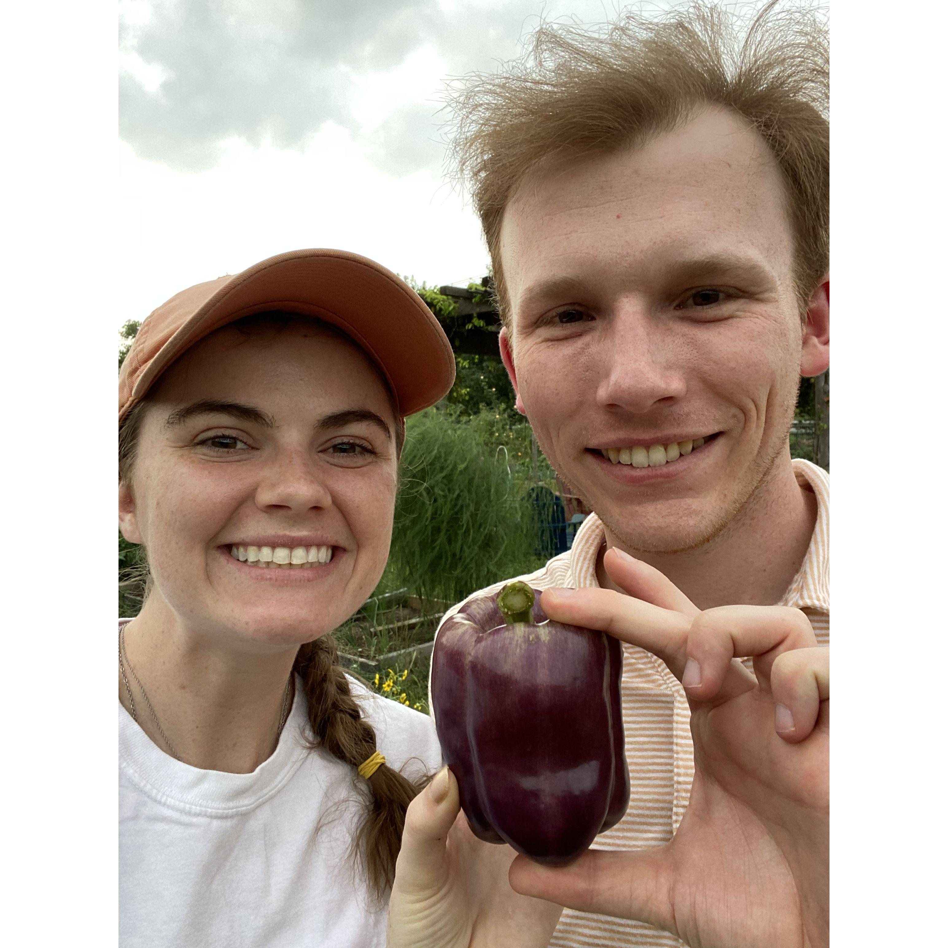 First bell pepper harvest of the 2024 season