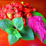 Taste Belize Food & Culture Tours