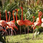 Jungle Island