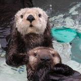 Monterey Bay Aquarium