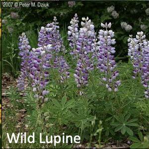 Wild Lupine (Lupinus perennis)