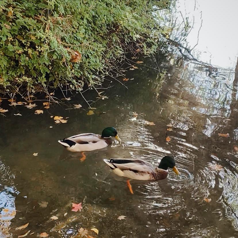 Beus pond