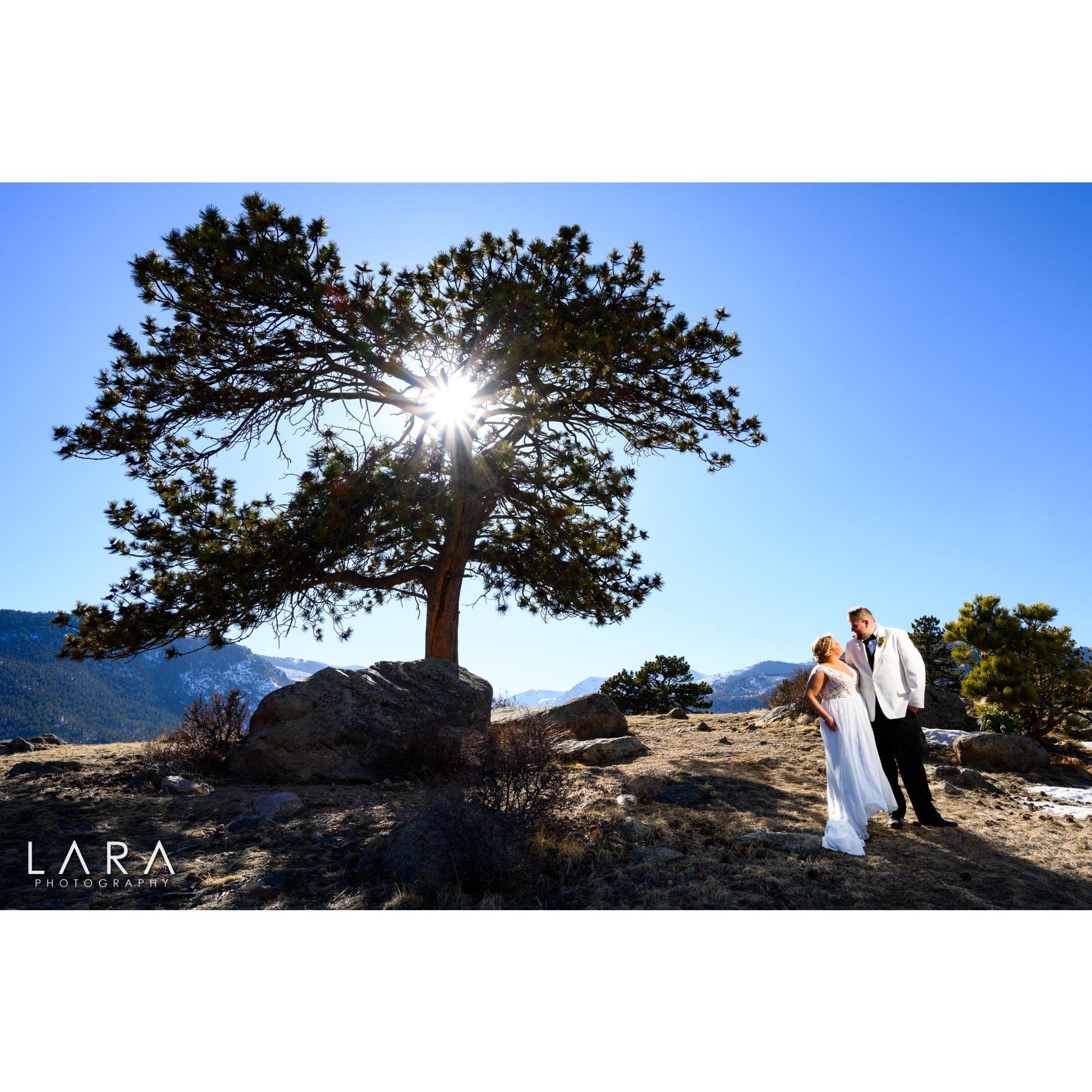 Sun Tree