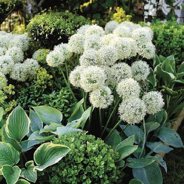 Allium Bulbs (Giant) - Mont Blanc