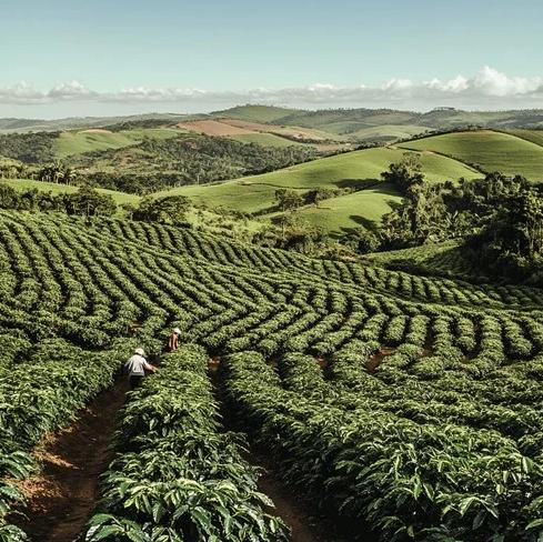Coffee Farm Tour