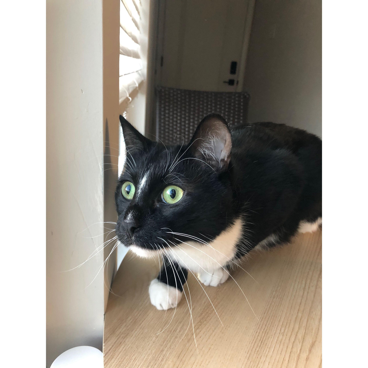Gizmo sees a bird