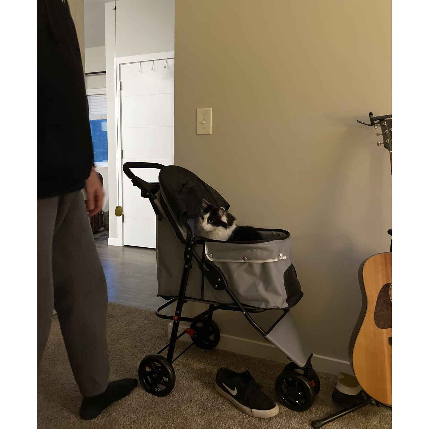 Mitch became a crazy cat dad
