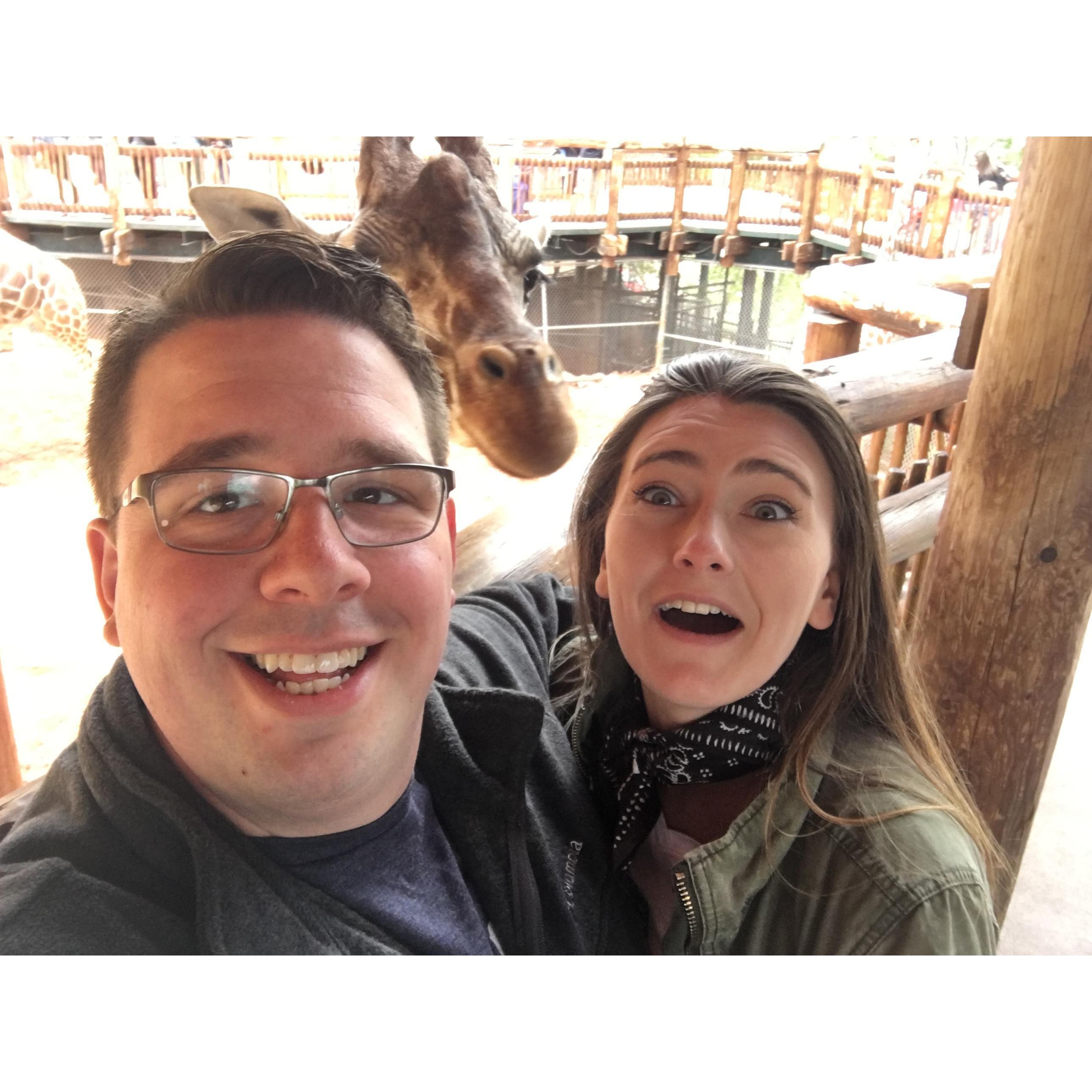 Giraffe Photo bomb at Cheyenne Mountain Zoo