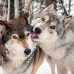 Colorado Wolf and Wildlife Center