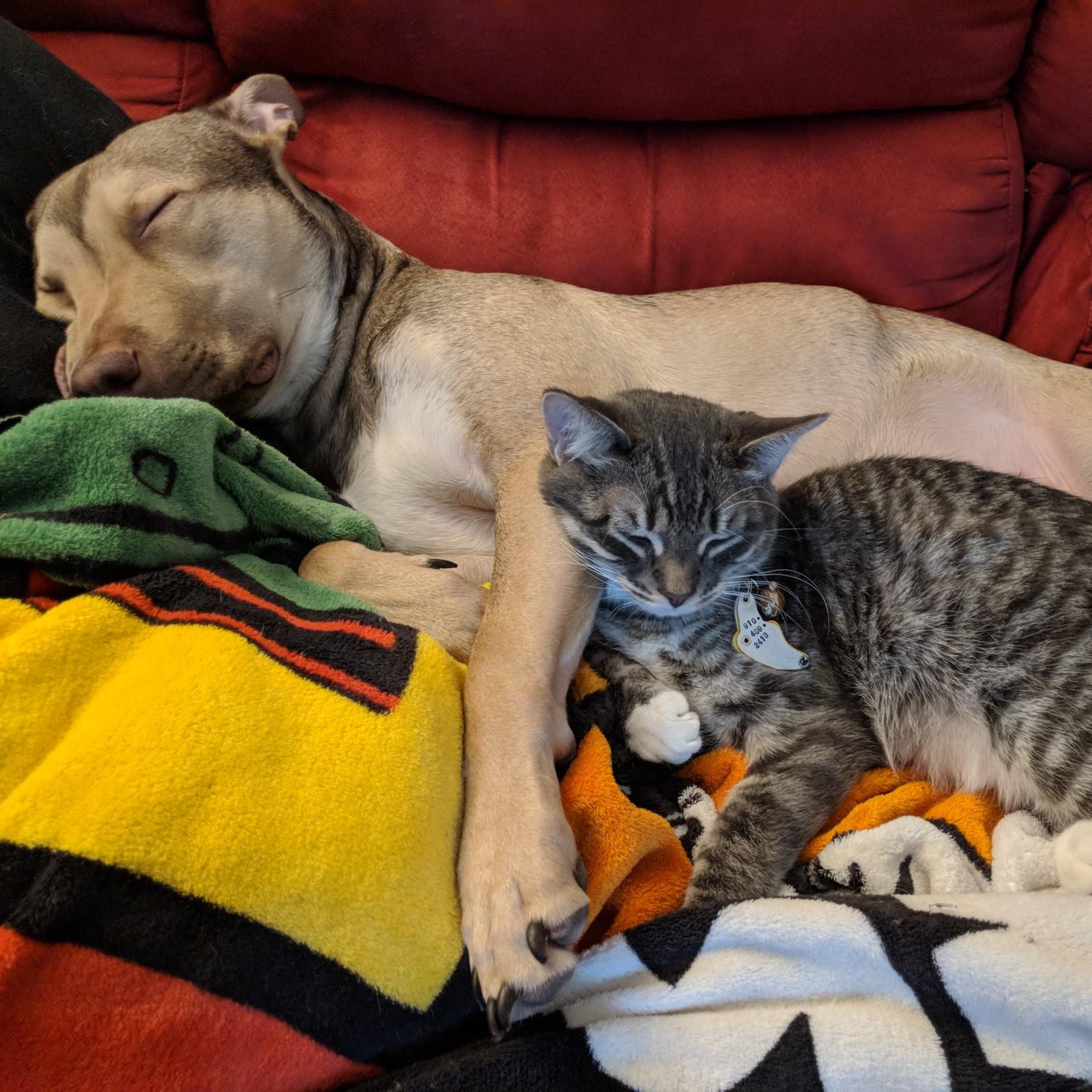 Snuggles, 2018