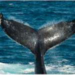 Whale Watching Tour