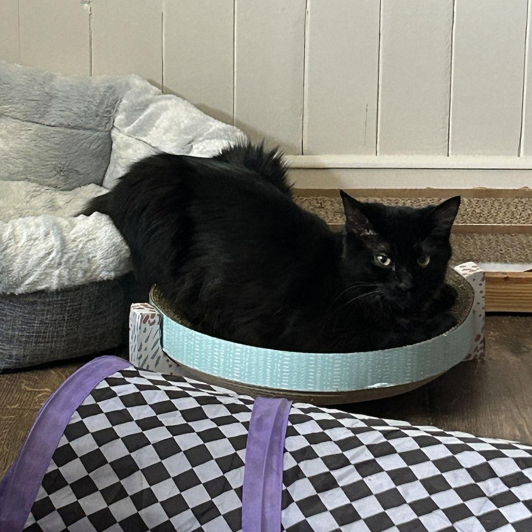 Our cats are sitting in bizzarre positions, yet again.