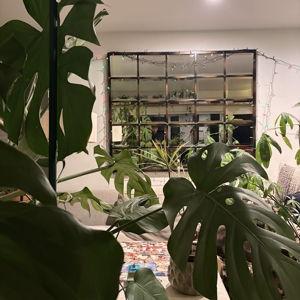 Houseplant accessories