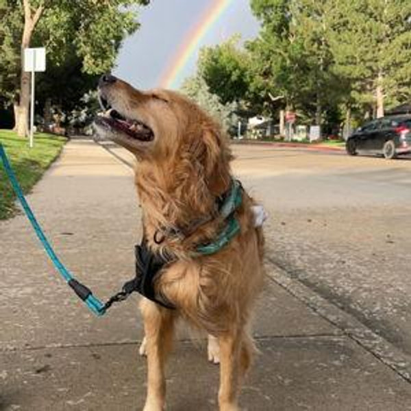 Puppy Fund