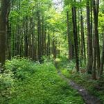 Finger Lakes National Forest