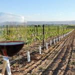 Treasure Valley Wineries | Binarios del Valle del Tesoro