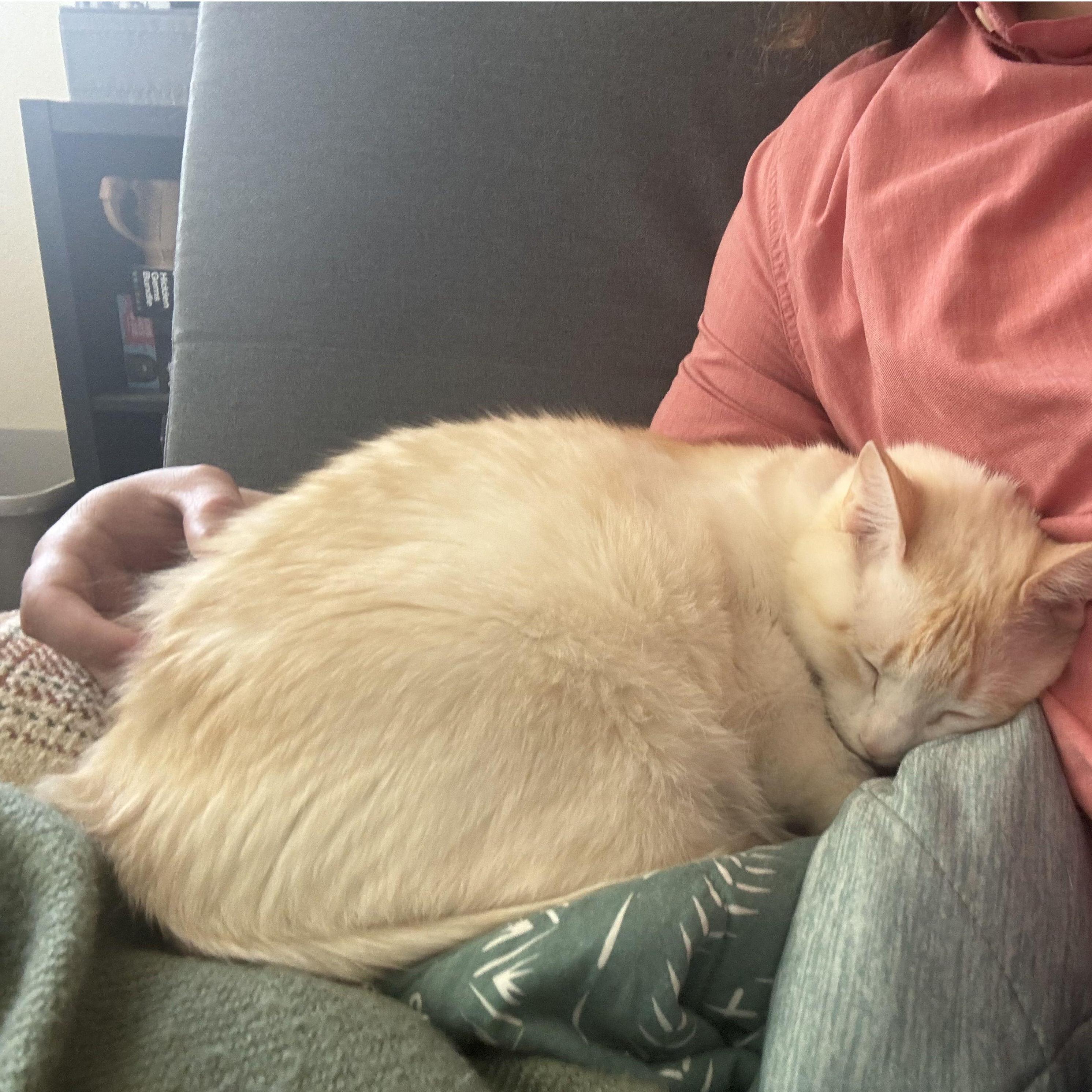 Spark sleeping on Peter's lap
