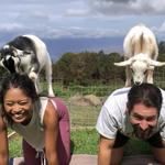 Maui Goat Yoga