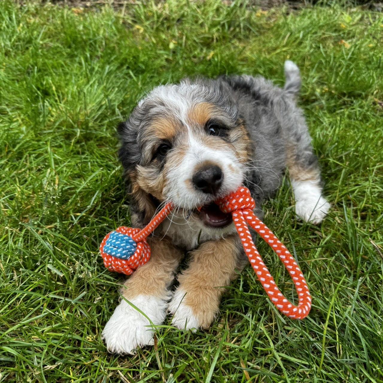 The day Nala joined our family! May, 2024