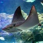 Newport Aquarium