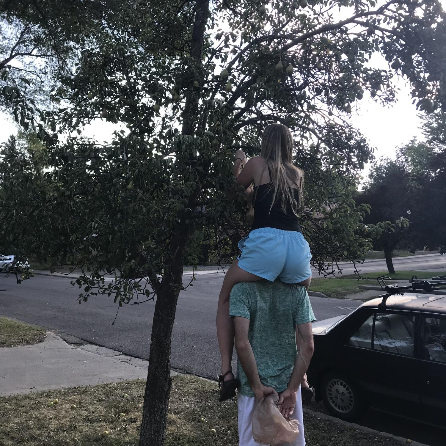 Picking pears from the front yard at our first house in Durango