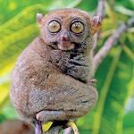 light adventures bohol country side tour 01.22.20