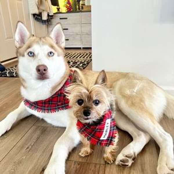 Petsitting For Our Honeymoon
