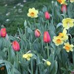 The Dallas Arboretum and Botanical Garden
