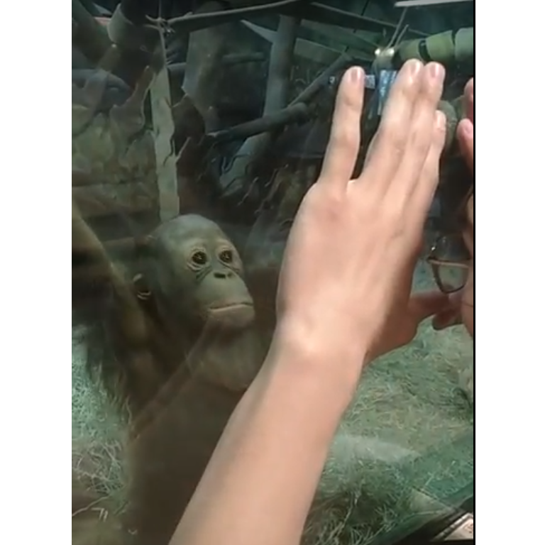 Donovan playing with a baby orangutan.