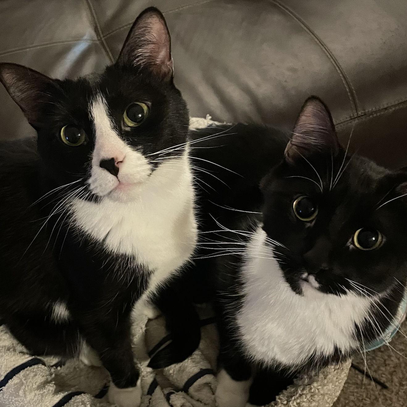 Kirby and Boo are ready to party in their natural "tuxedo" fur