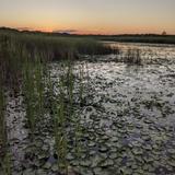 Cedarburg Bog State Natural Area
