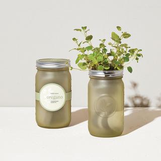 Oregano Garden Jar