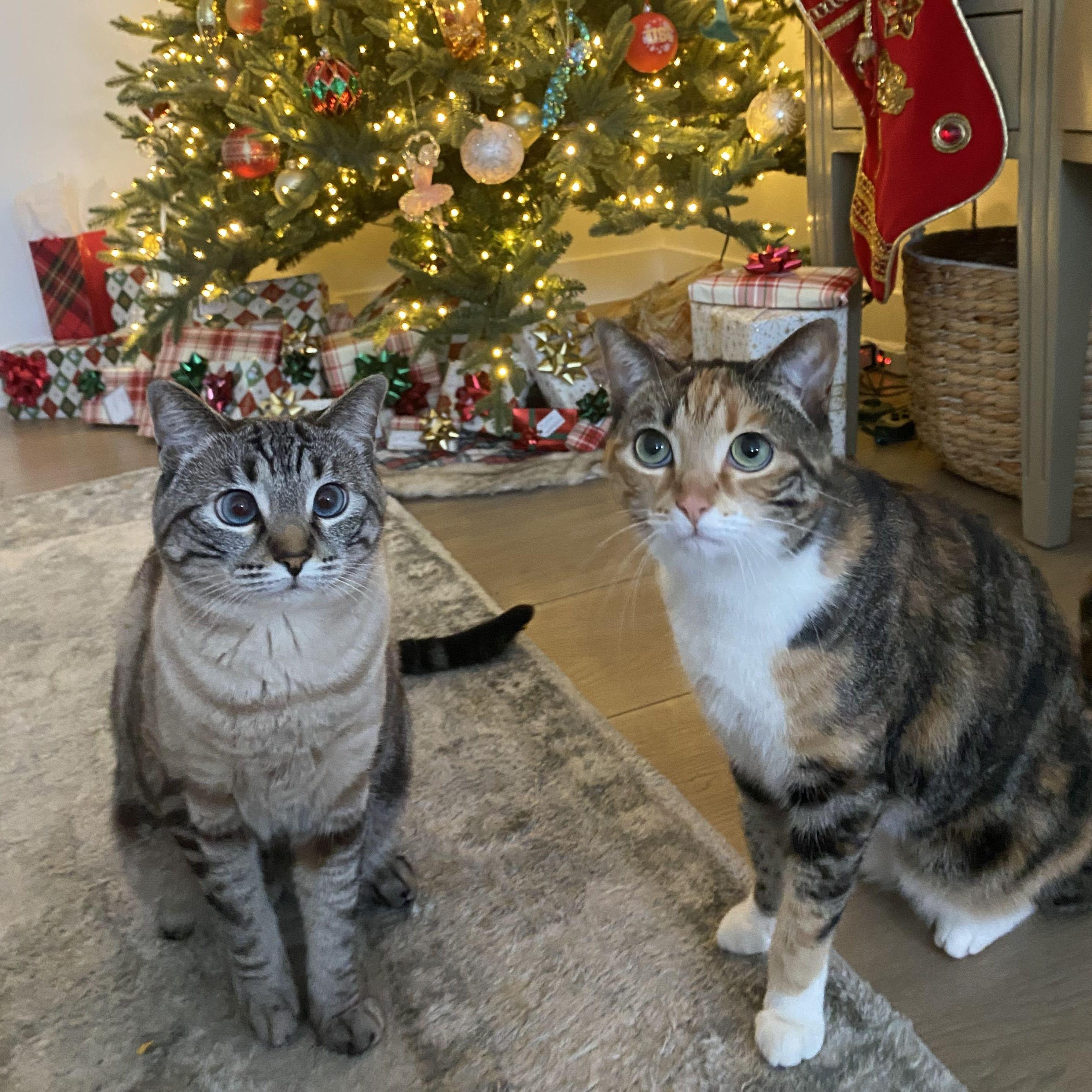 Daisy and Pippa on Christmas morning, 2024