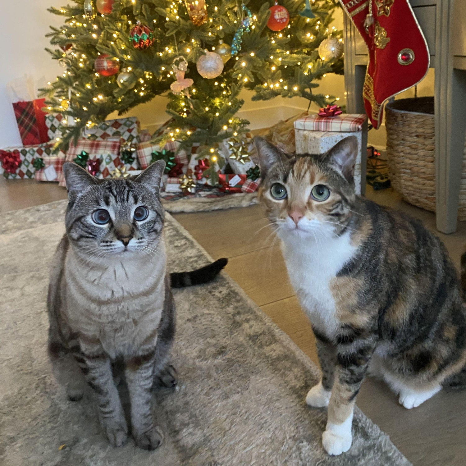 Daisy and Pippa on Christmas morning, 2024