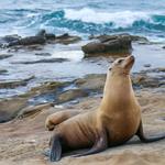 La Jolla Cove