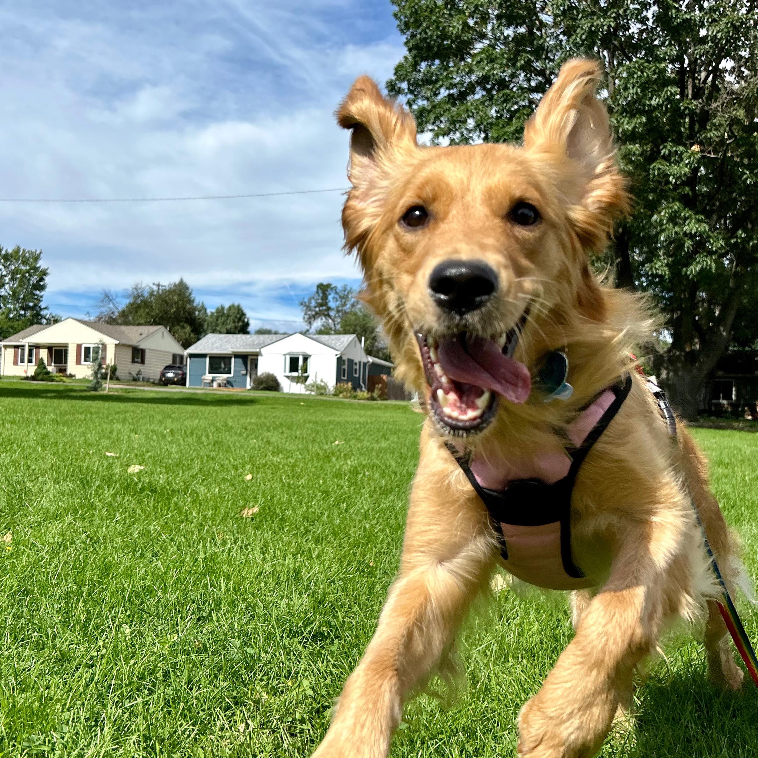 Dog Sitter for Our Honeymoon