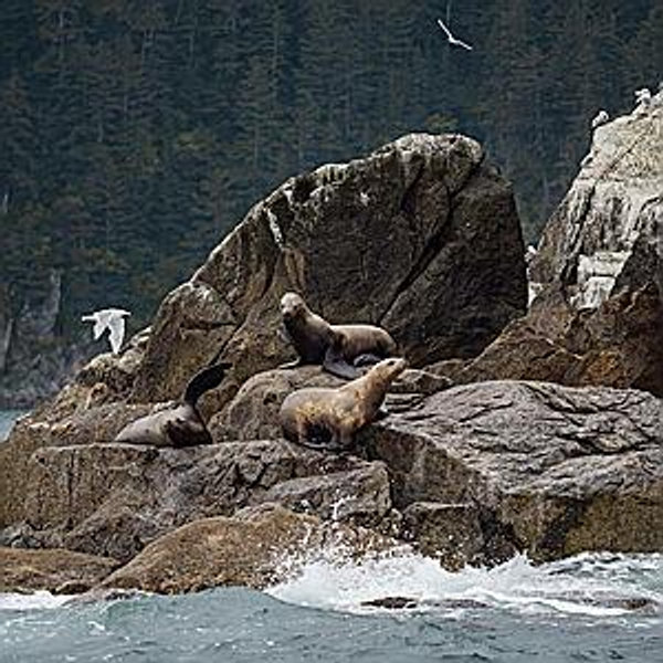 ⛴️ Kenai Fjords National Park Wildlife Cruise
