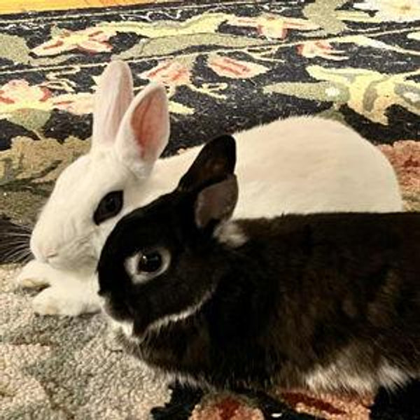 Year's Supply Of Rabbit Treats
