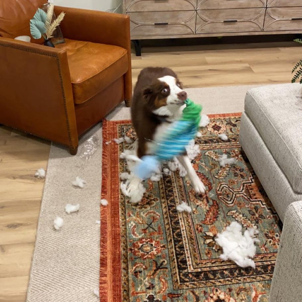 Our Pet Toy Fund