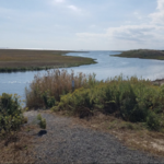 Cedar Bonnet Island Environmental Trail