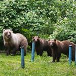 Alaska Wildlife Conservation Center