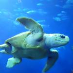 South Carolina Aquarium