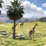 The Living Desert Zoo and Gardens