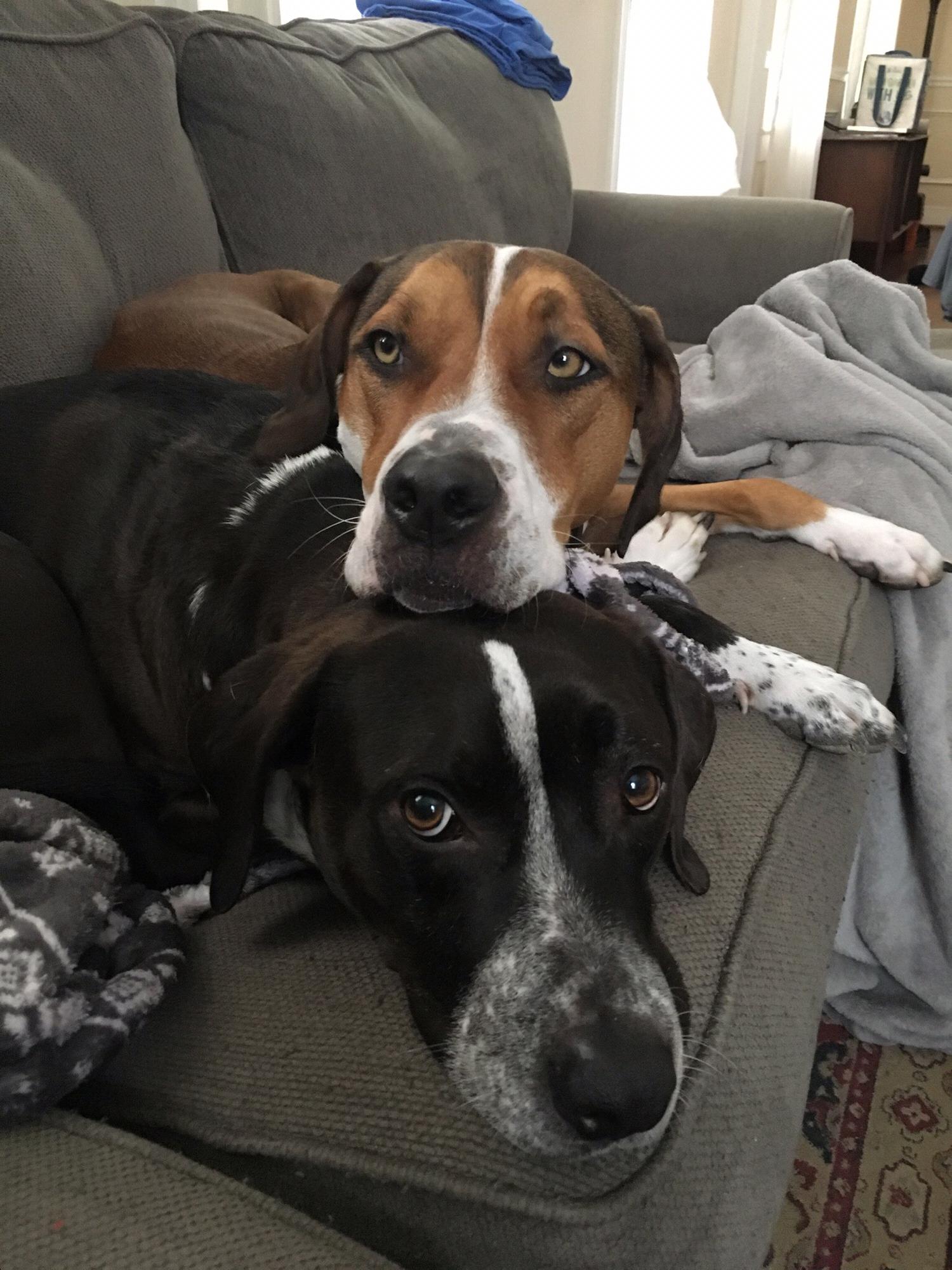 Our “kids” ❤️
