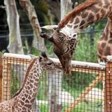 Santa Barbara Zoo