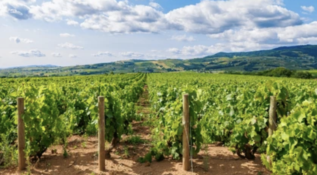 The Wedding Website of Alissa Estes and Scott Guttentag