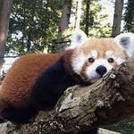 Oglebay Good Zoo