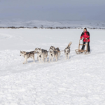 Dog Sledding